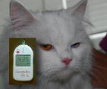 Gato y glucosimetro