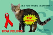 Sida Felino-FIV