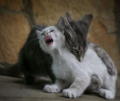 gatos peleandose
