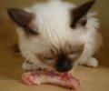 Gato comiendo