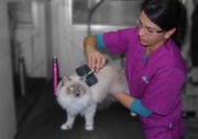 Peluqueria gato