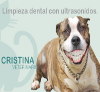 Cristina Veterinarios: odontologia