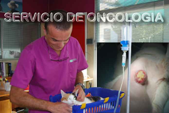 Servicio de Quimioterapia mascotas