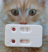 FIV-TEST
