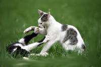 Pelea de gatos callejeros