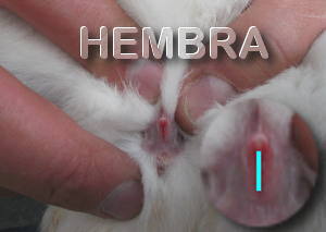 Saber el sexo de un conejo hembra