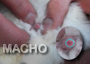 Saber el sexo de un conejo macho