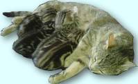 gata-lactante