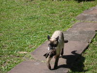 Gato cazando una presa