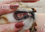 gato-gingivitis