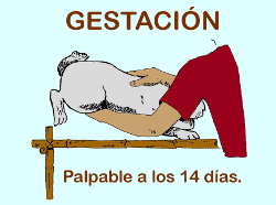 palpar-gestacion-coneja