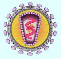 retrovirus