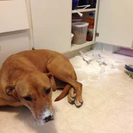 Perro destroza cosas