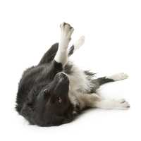 Actitud sumisa de mi perro