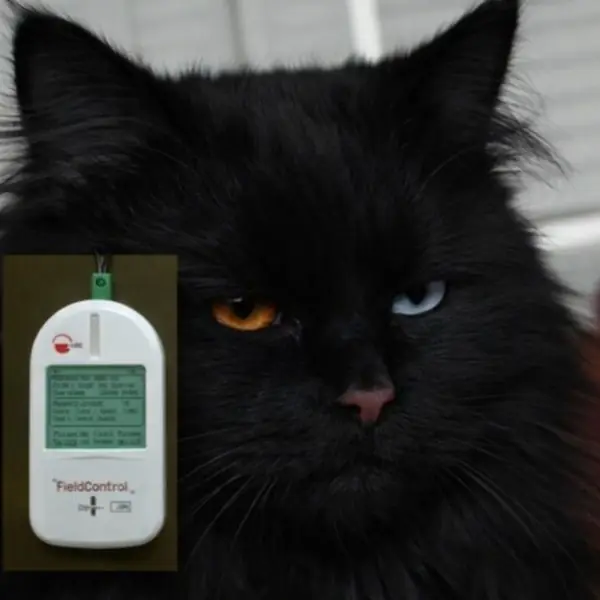 Gato diabético y glucosímetro