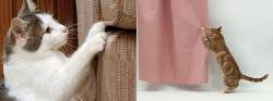 Gatos arañando cortinas y el sofá.