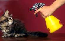 Espantando al gato con pulvarizaor