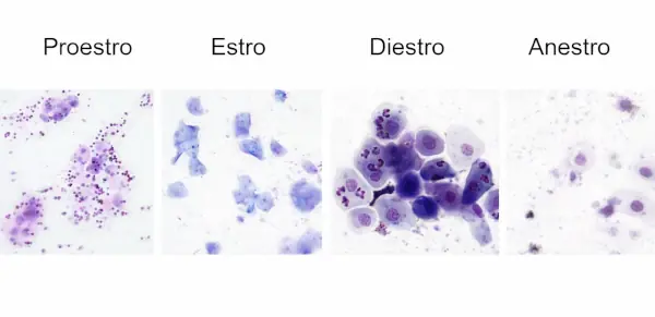 Citología de las distintas fases del celo de la perra