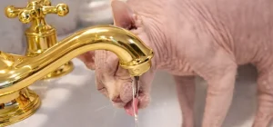 Gato egipcio bebiendo del grifo