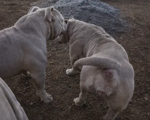 Perra en celo presenta postura de lordosis ante el macho