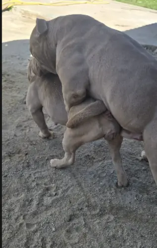 Perro american bully montando a una hembra