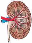Fallo renal aumenta el consumo de agua