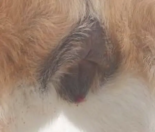 vulva de una perra en celo