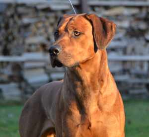 Castrar a mi perro: Mitos y realidades.