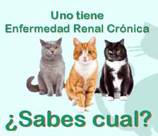 en gatos - Insuficiencia renal - Clínica veterinaria Cristina