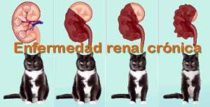 Fallo renal progresivo de un gato.