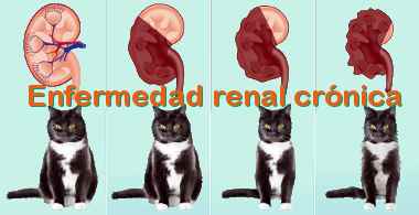 Fallo renal progresivo de un gato.