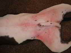 Perro con dermatitis