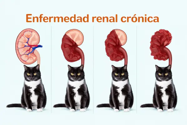Imagen muestra el deterioro de la funcionalidad renal según evoluciona la enfermedad en el gato