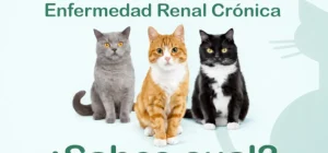 Cartel muiestra tres gatos y uno está enfermo