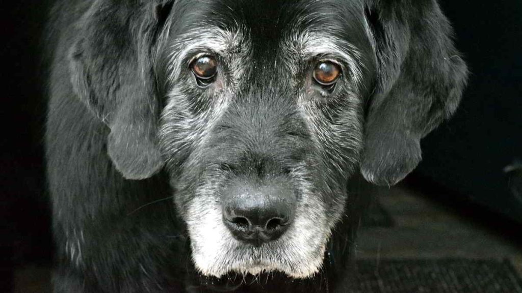 perro con sindrome de disfuncion cognitiva