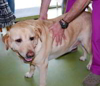 Palpar las costillas cuando el perro está gordo