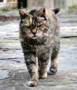 Gato con tumor pulmonar