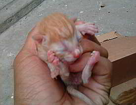 Gatito abandonado