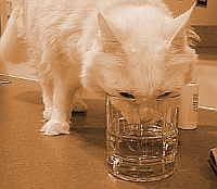 gato sediento que pierde peso