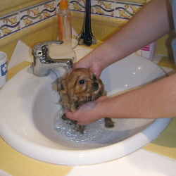 Bañar un cachorro: mitos y realidades.