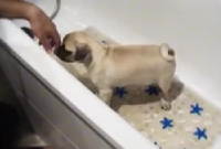 Adaptando el cachorro al baño en el periodo de socialización.