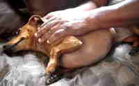 Perro convulsionando, intoxicado por aldehidos.