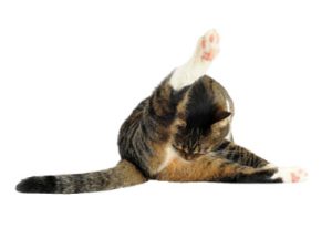 Gato lamiendose los genitales por que no puede orinar