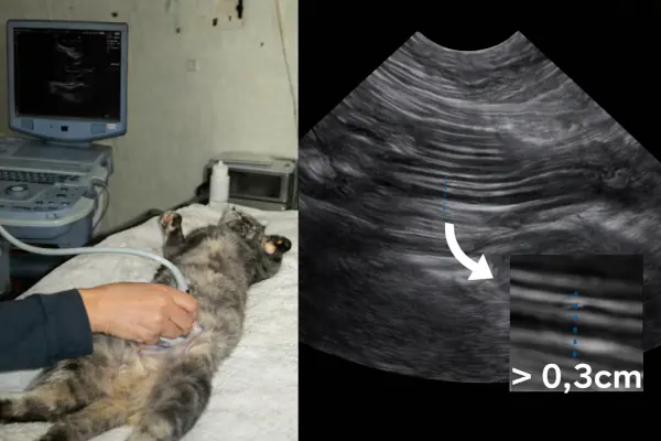 ecografía de un gato mostrando grosor anormal del intestino delgado