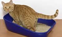 Gato intentando orinar en la vandeja