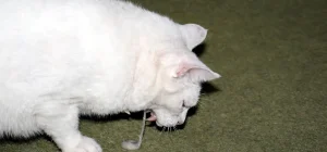 gato vomitando sobre el suelo