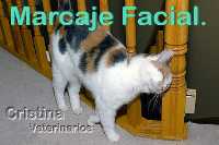 gato marcando con feromonas su casa