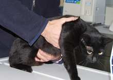 Palpando vejiga distendida de un gato que no puede hacer pis