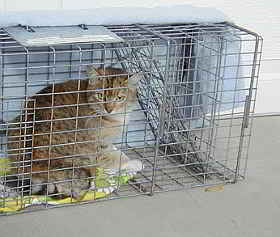 gato callejero en jaula trampa cazado para ser castrado y posteriormente liberado.