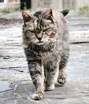 Gato positivo al test de leucemia felina